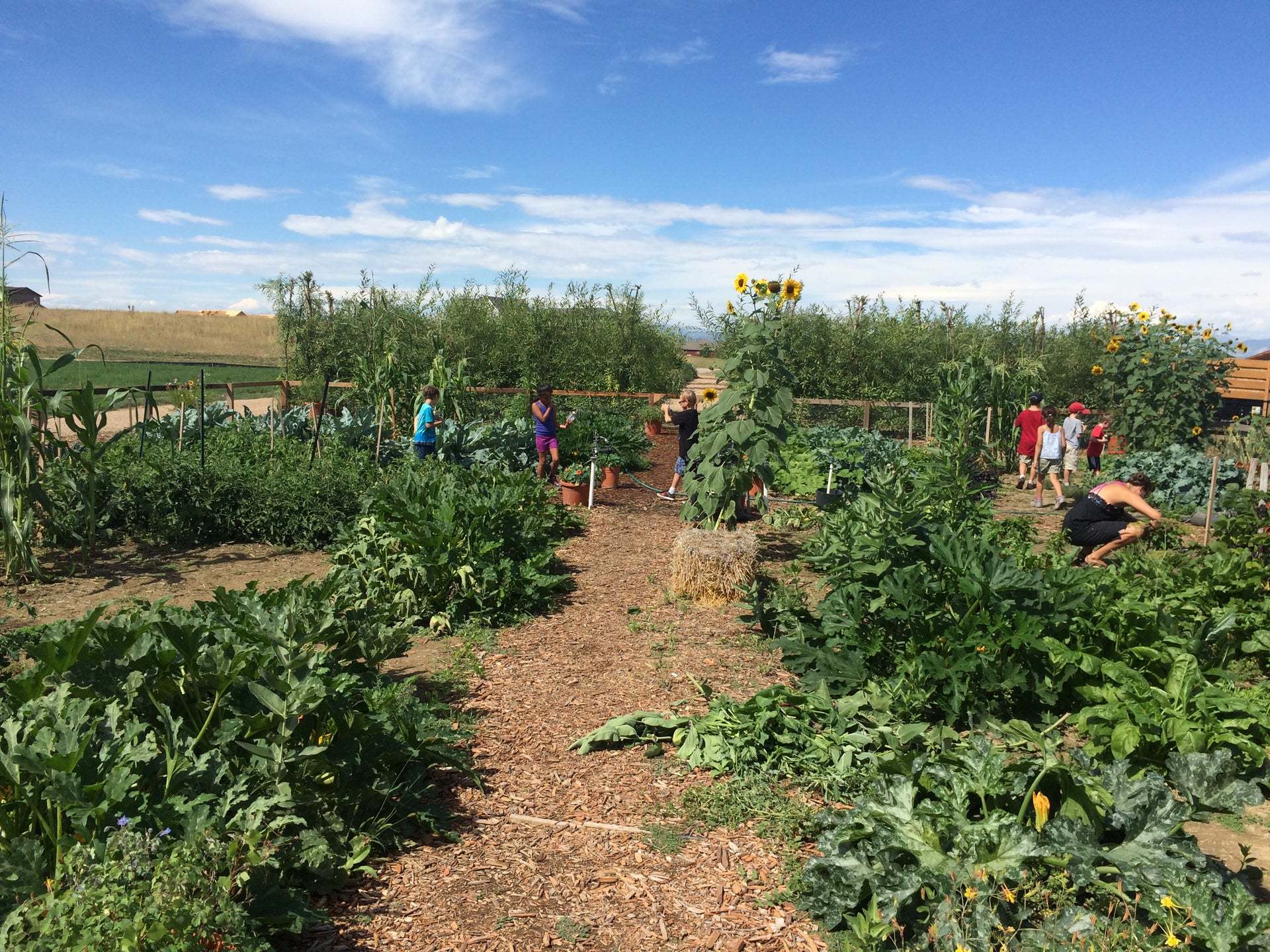Community Garden