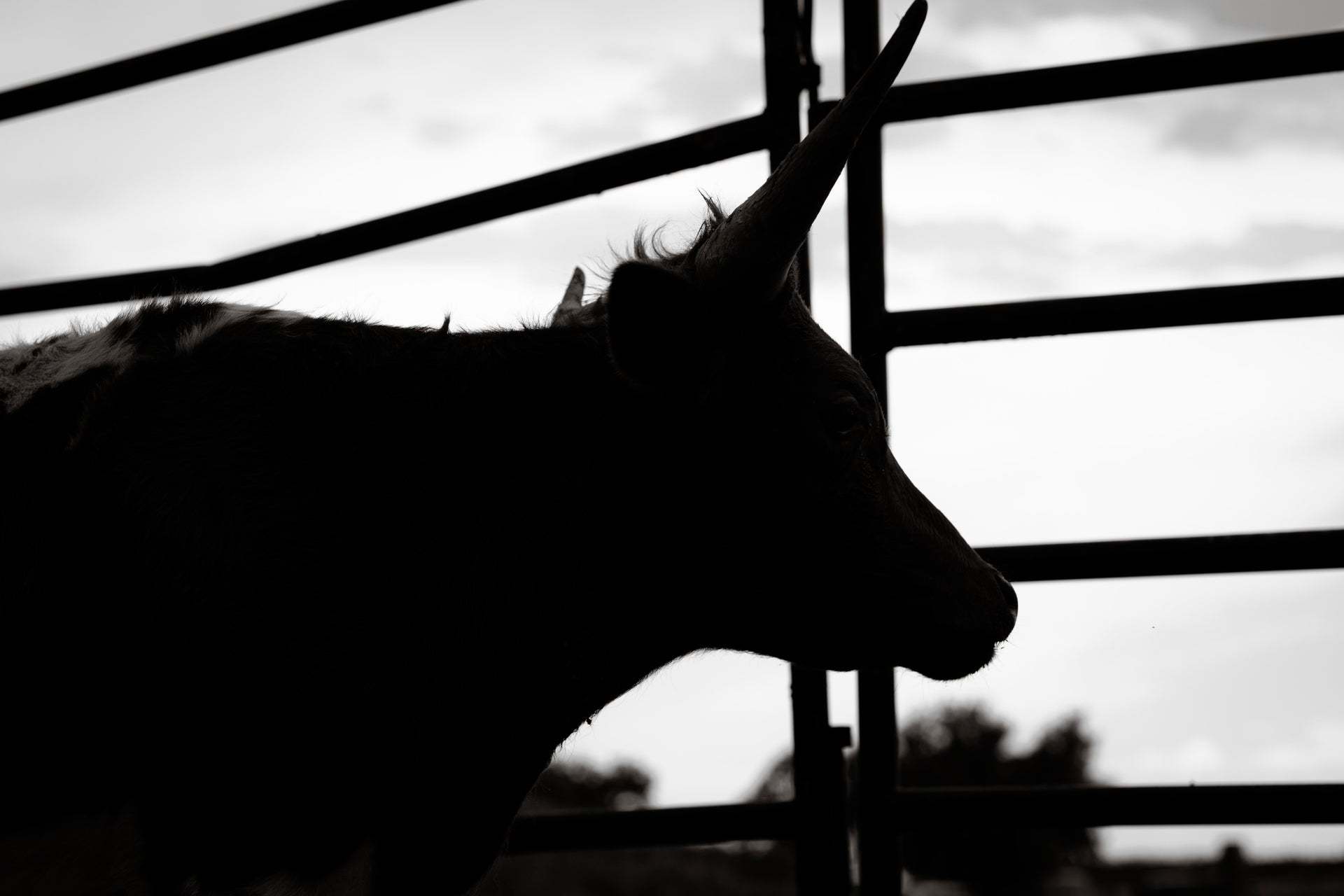 Wilder Grand Opening