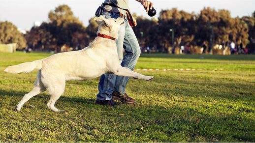 Dog Park Stock Image