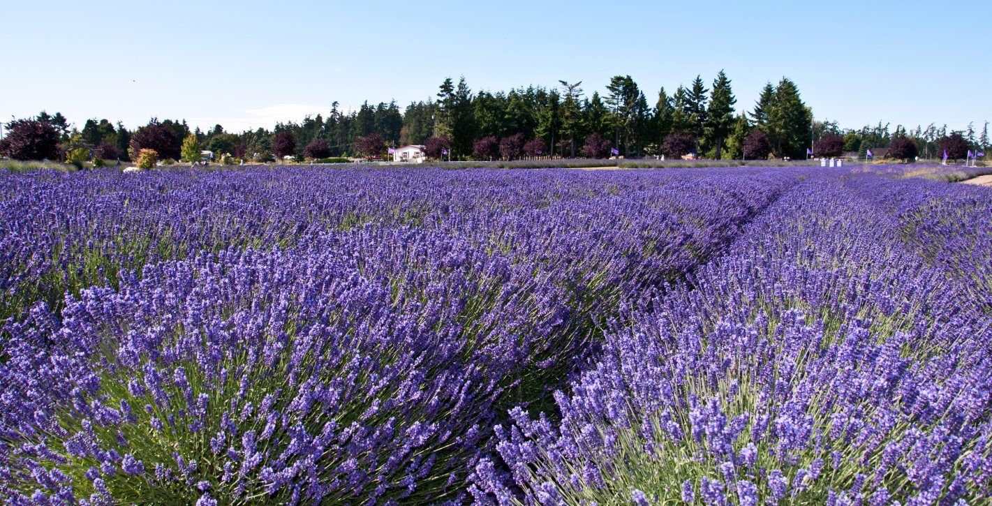 Battleview Orchards and Happy Day Farm