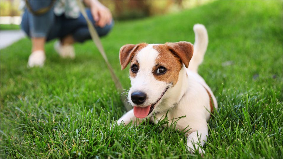 Dog park