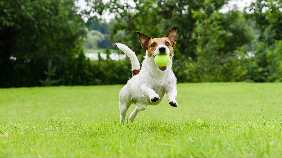 N Pic Animals Pets Dogs Outdoors Park Ball Jumping