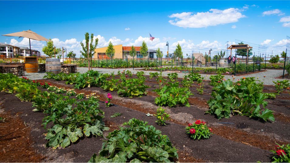 One Lake Community Garden