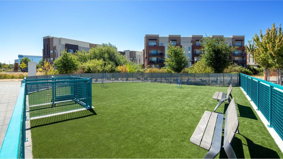 Dog Park