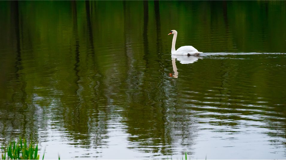 N Pic Animals Wildlife Swan Pond Swimming
