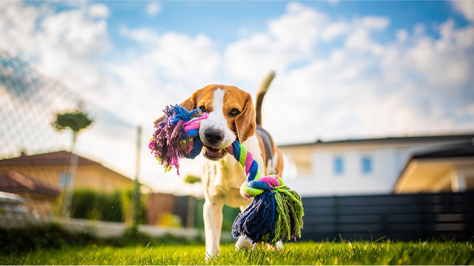 N Pic Animals Pets Dogs Outdoors Backyard Chew Toy