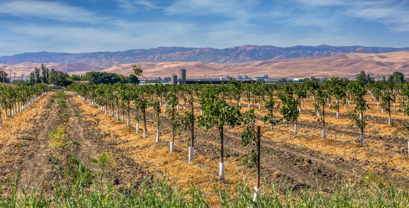 Image of a local farm