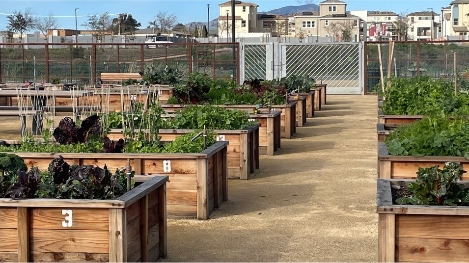 community garden