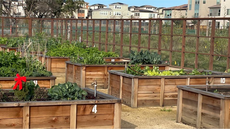 community garden