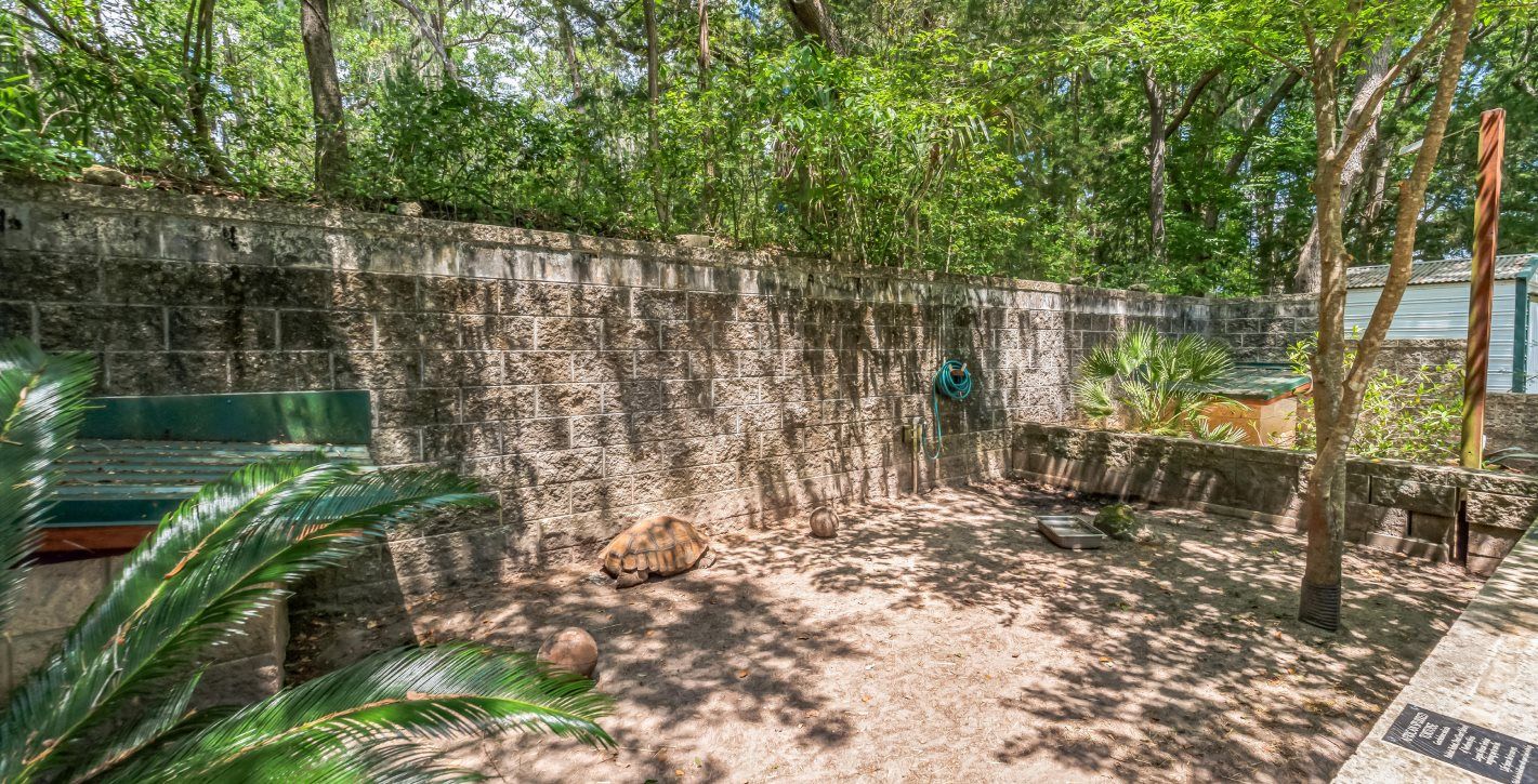 Tortoise in a Nature Reserve