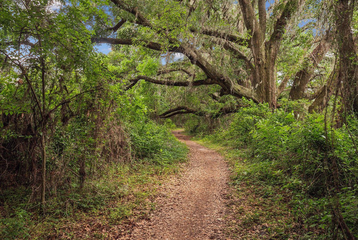 San Felasco Bike Trail
