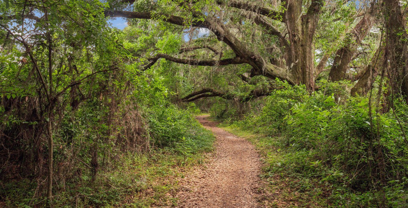 The San Felasco Bike Trail