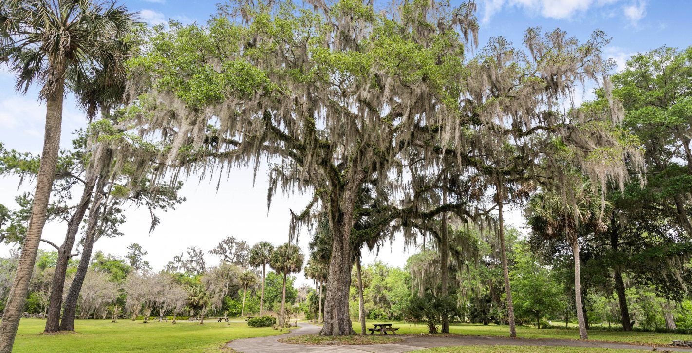 Ocala National Forest