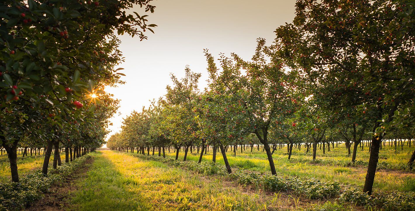 Nearby family run farms