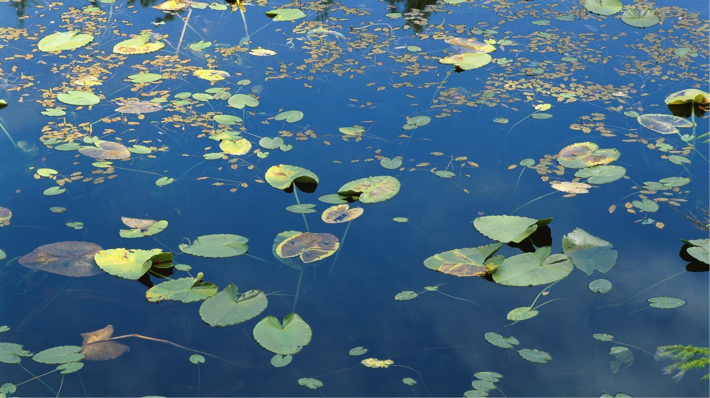 Brynhill pond