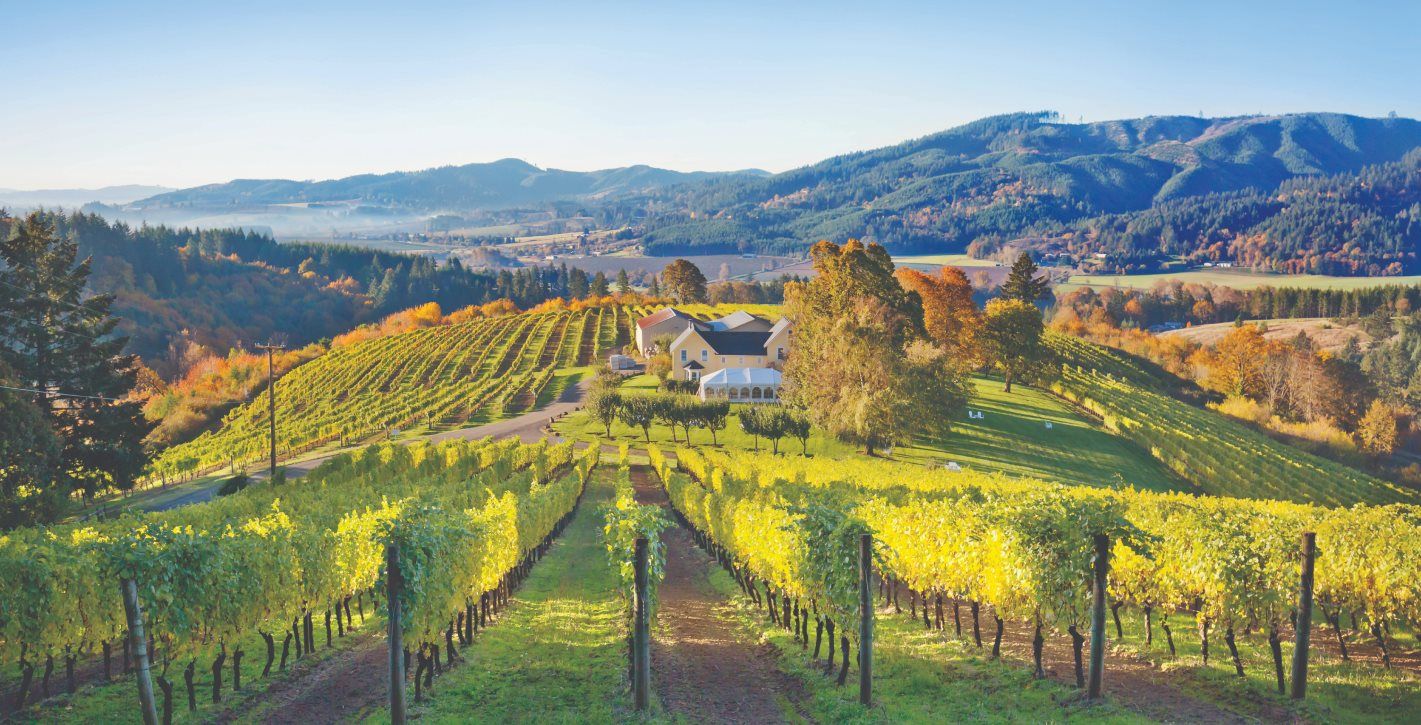 Green vineyard at David Hill Winery