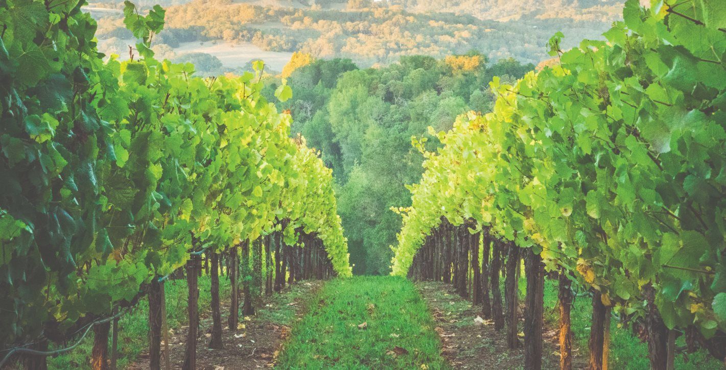 Local Vineyards