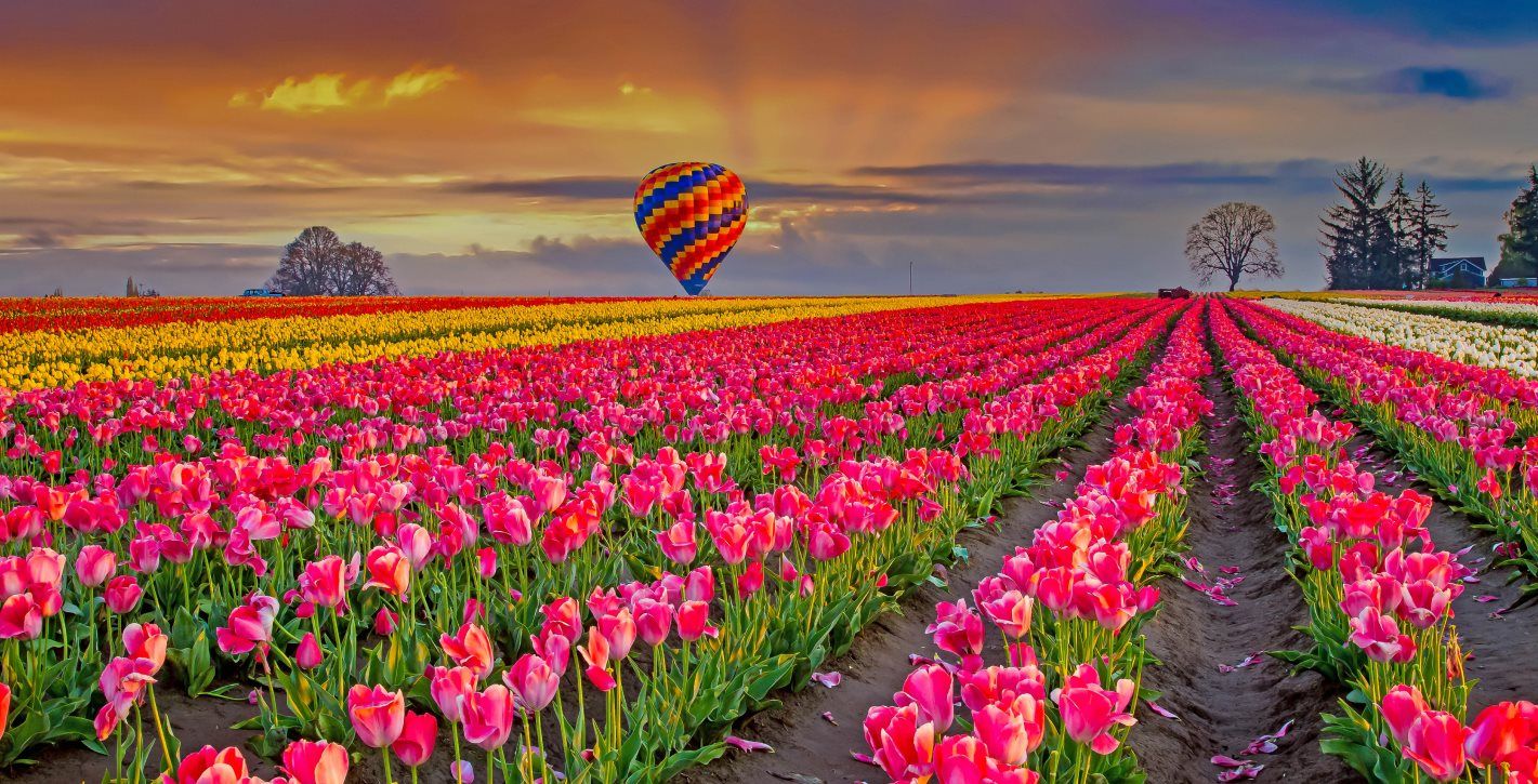 Wooden Shoe Tulip Farm