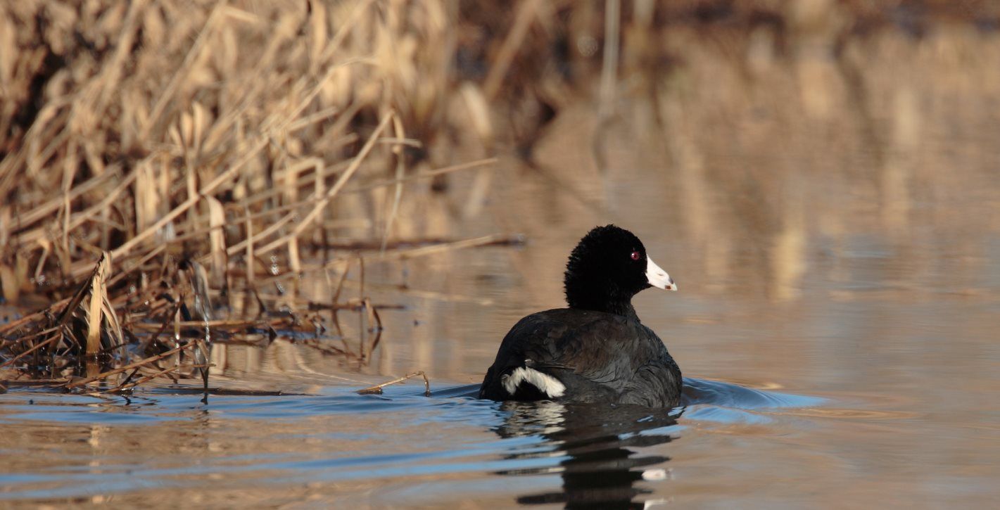 The Jackson Bottom Wetlands