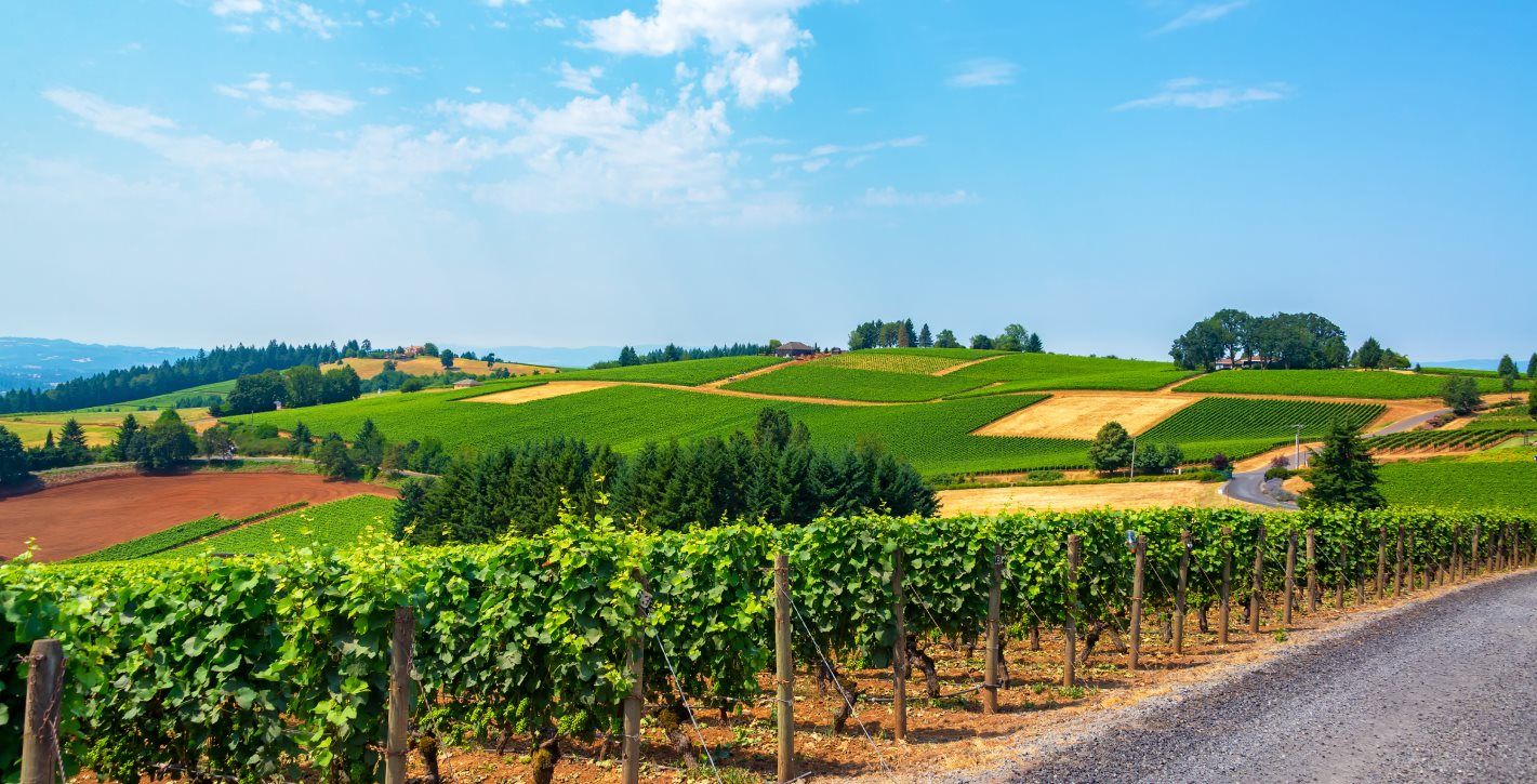 The Hillsboro local vineyards