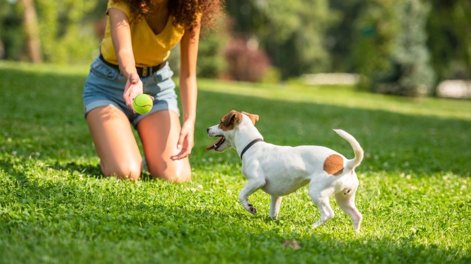 Girl playing with terrier dog on grass