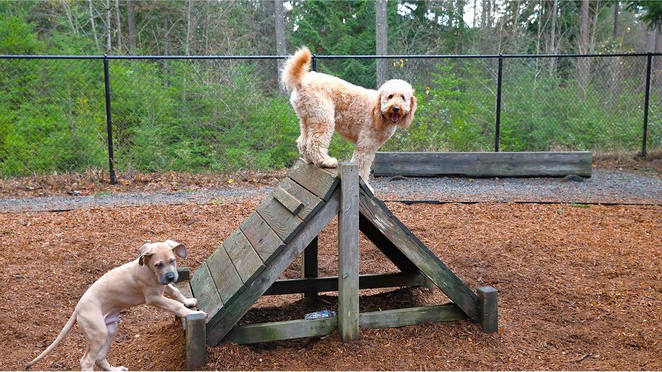 Glacier Pointe Tehaleh Amenity Dog Park