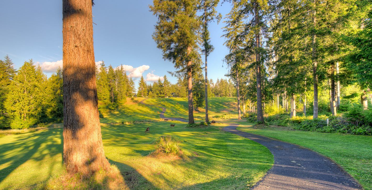 Trees and a walking path