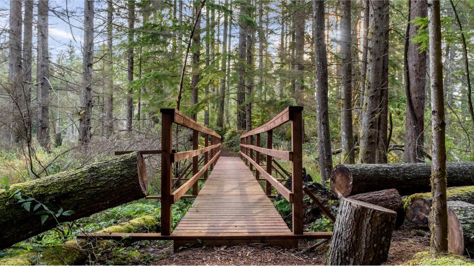 Wooden bridge and lots of trees in McCormick Village