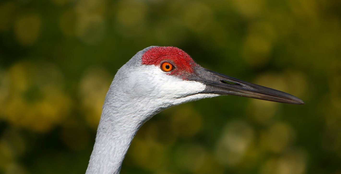 A close up of a bird