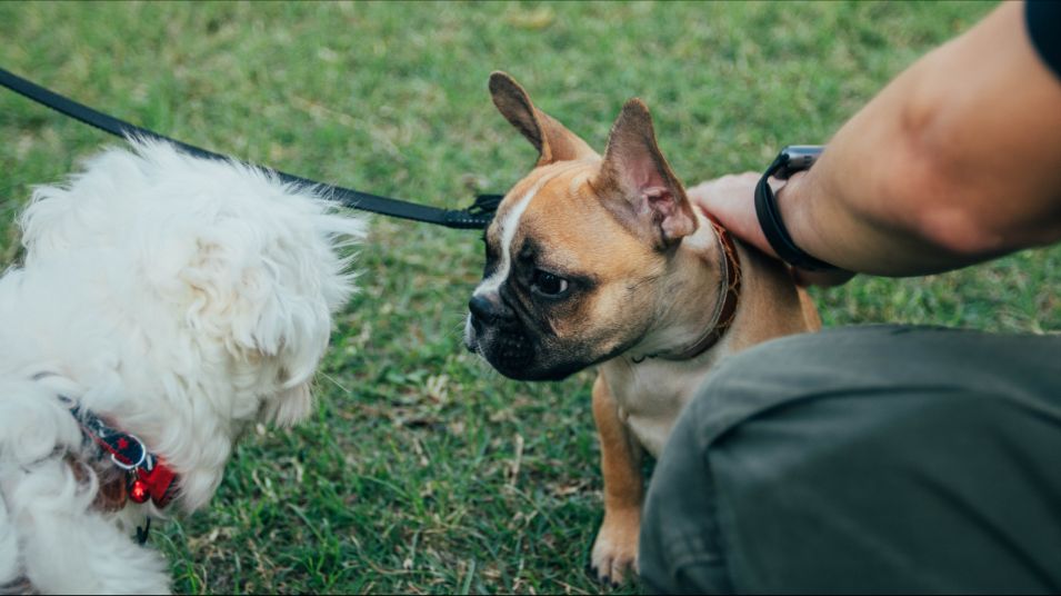 Dog park