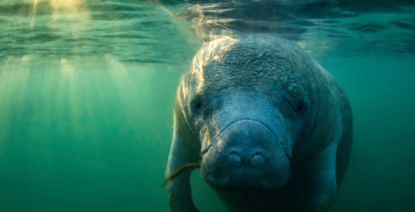 Manatee underwater