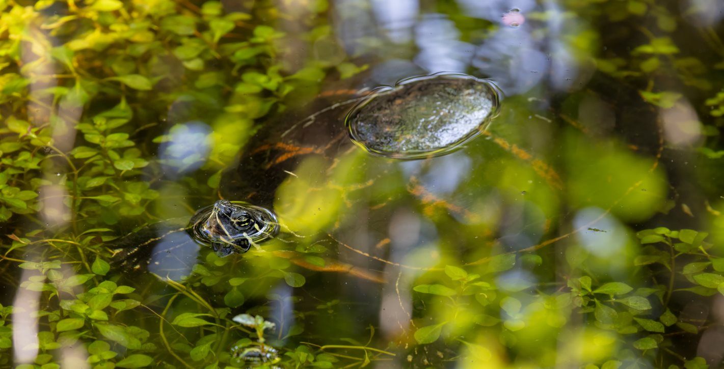 Wildlife at Six Mile Cypress Slough Preserve