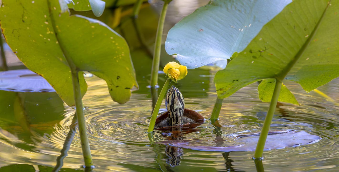 Six Mile Cypress Slough Preserve