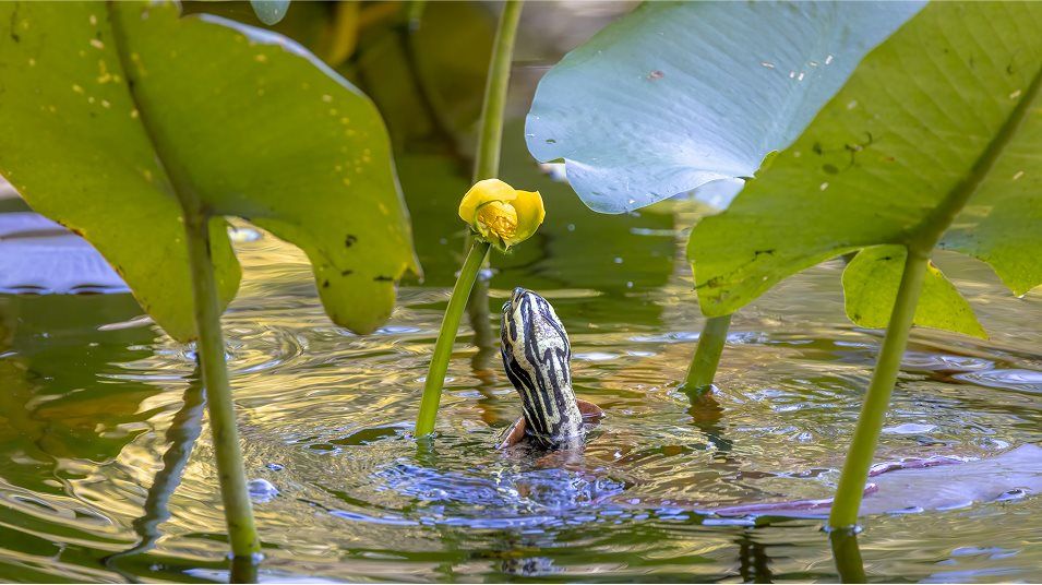 Close up of wildlife in pond