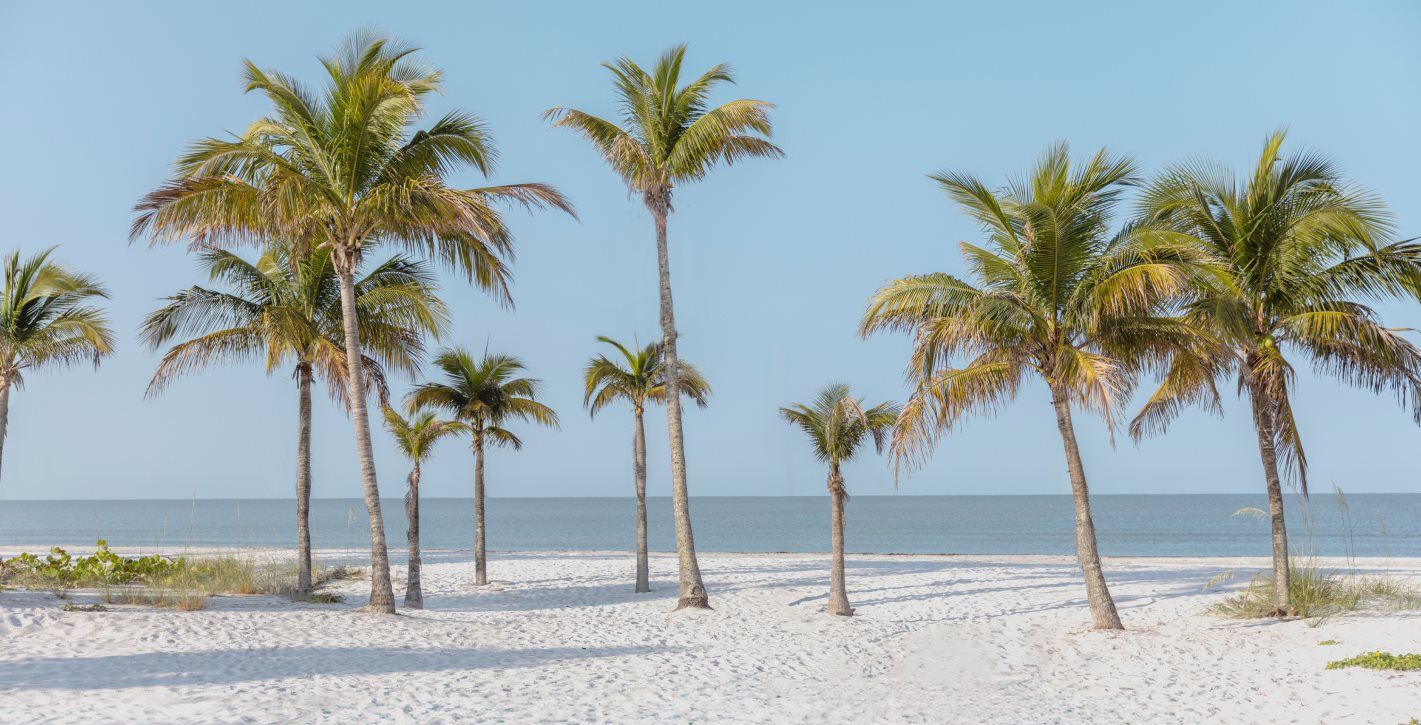Palm trees on the beach in Fort Myers