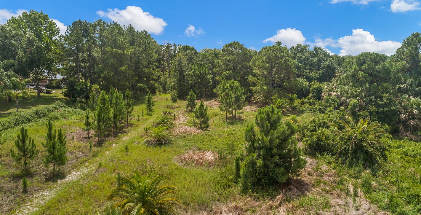 Winter Haven Michael V Lewis Arboretum 5 7 25