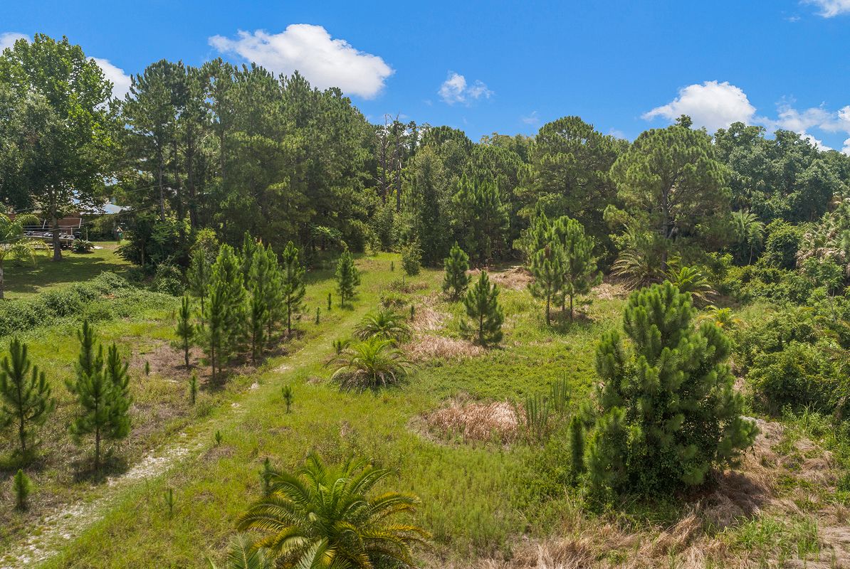 Winter Haven Michael V Lewis Arboretum 7 3 25