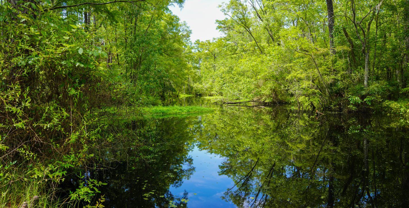 Four Creeks State Forest