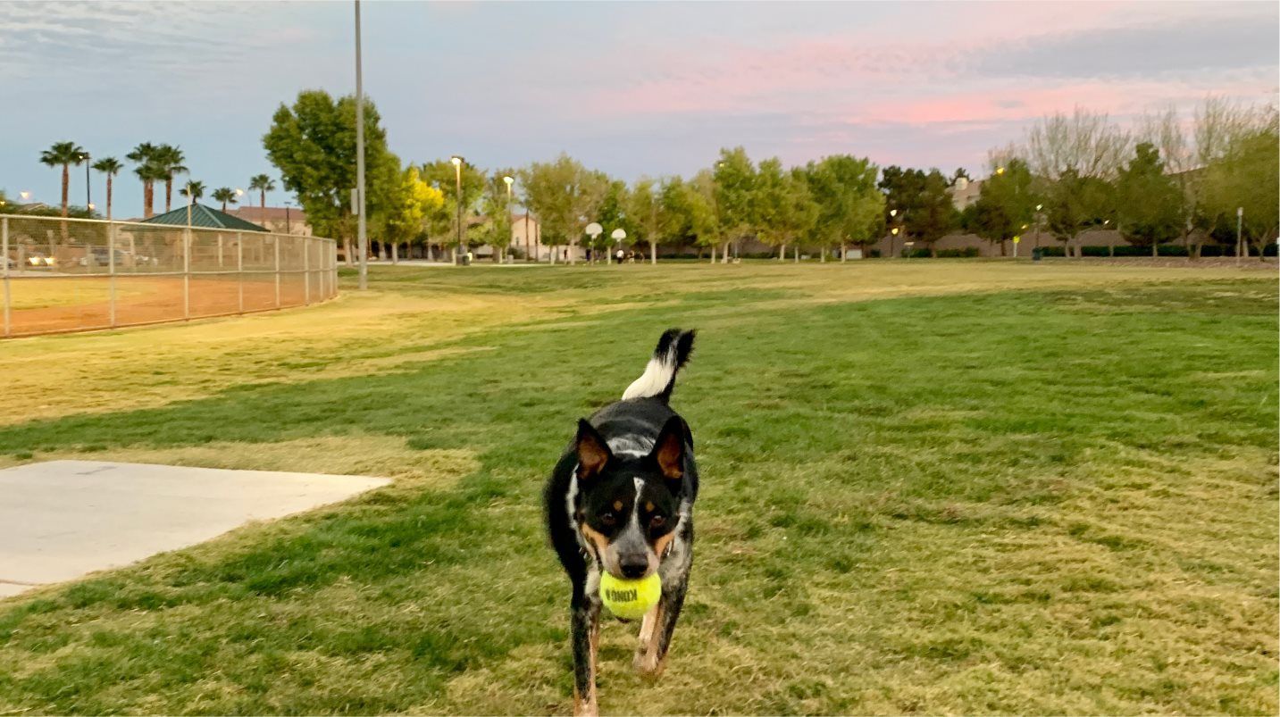 Black Mountain Ranch Dog Park