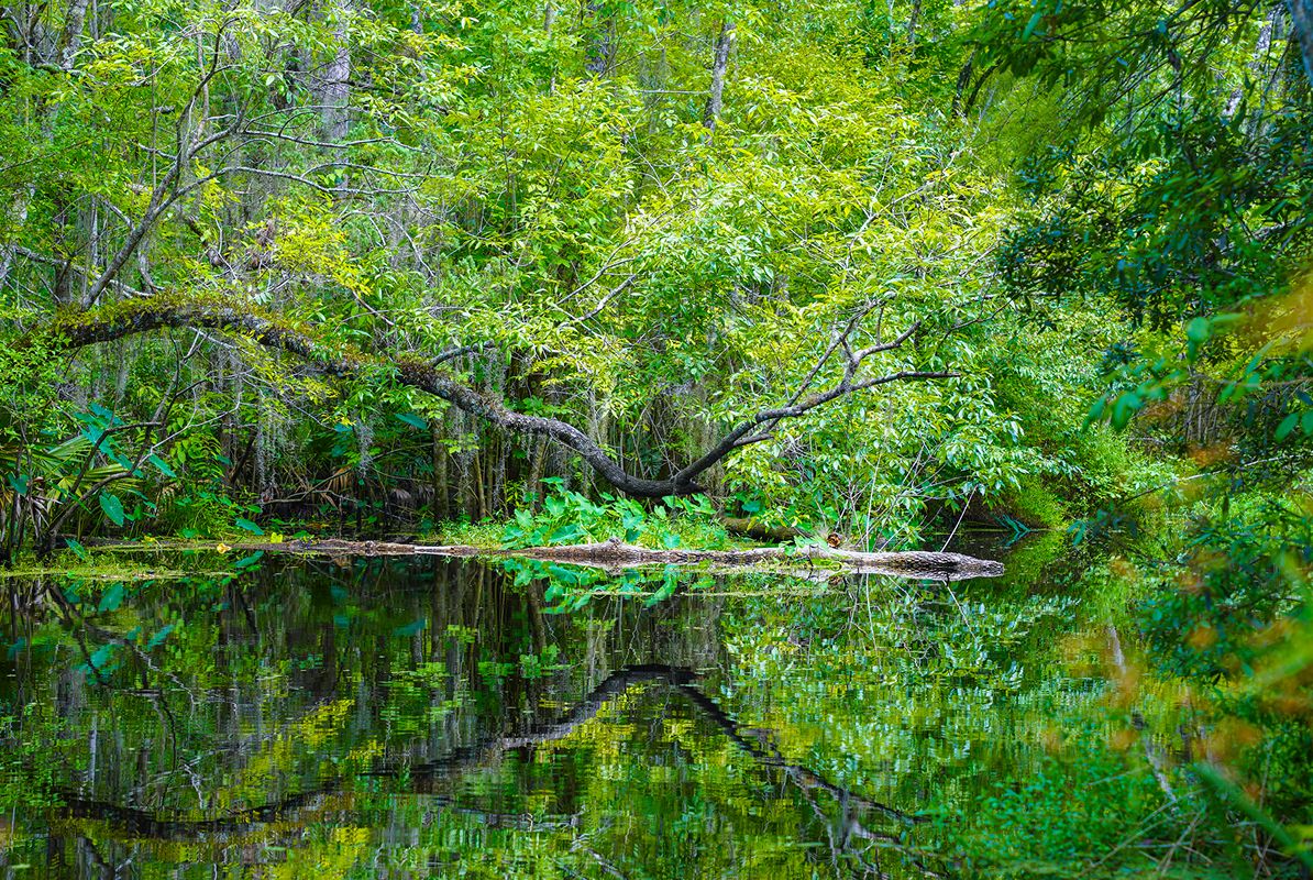 Fernandina Four Creeks Park Photoshoot 15 7 25 25