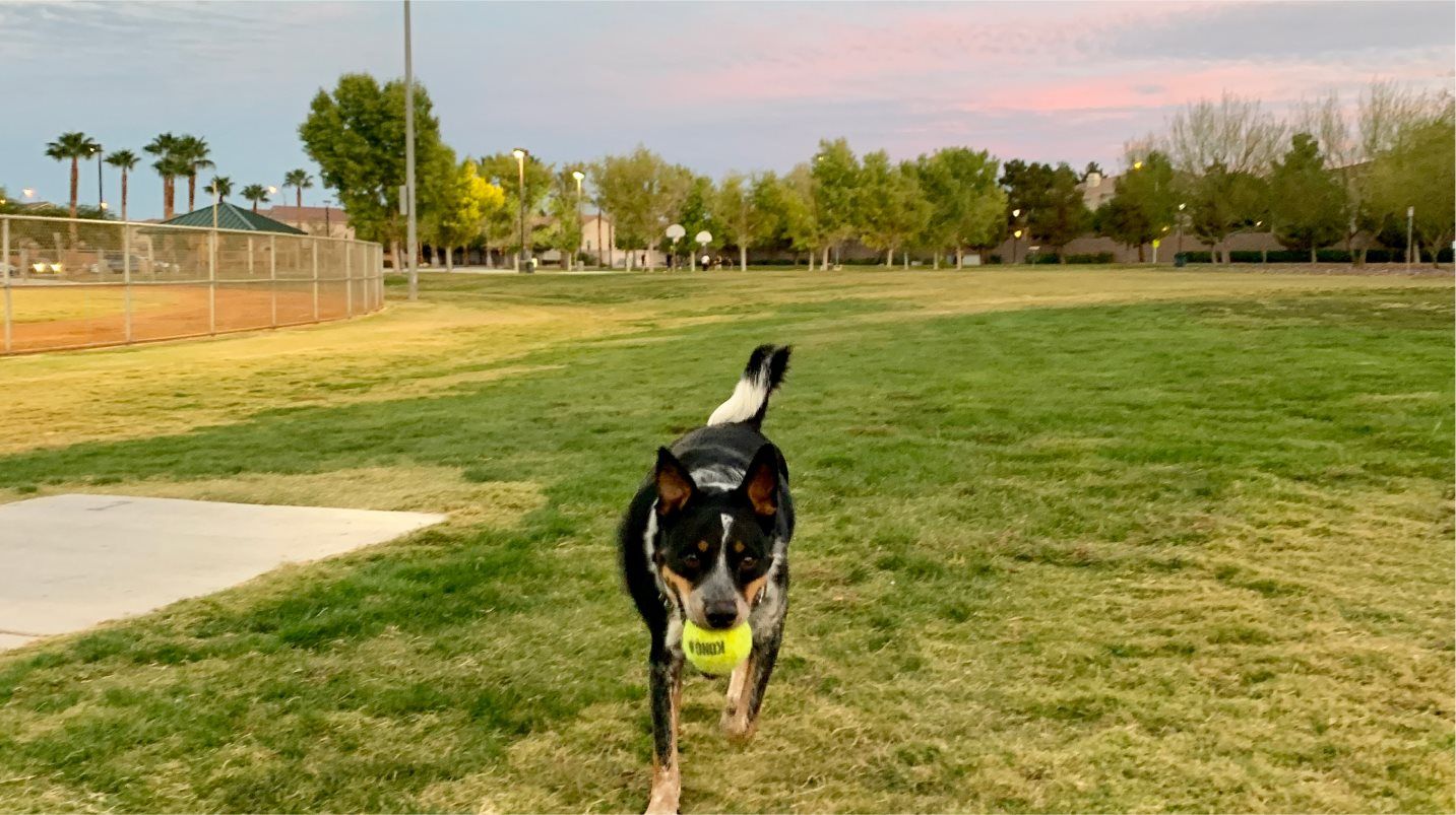 Black Mountain Ranch Dog Park