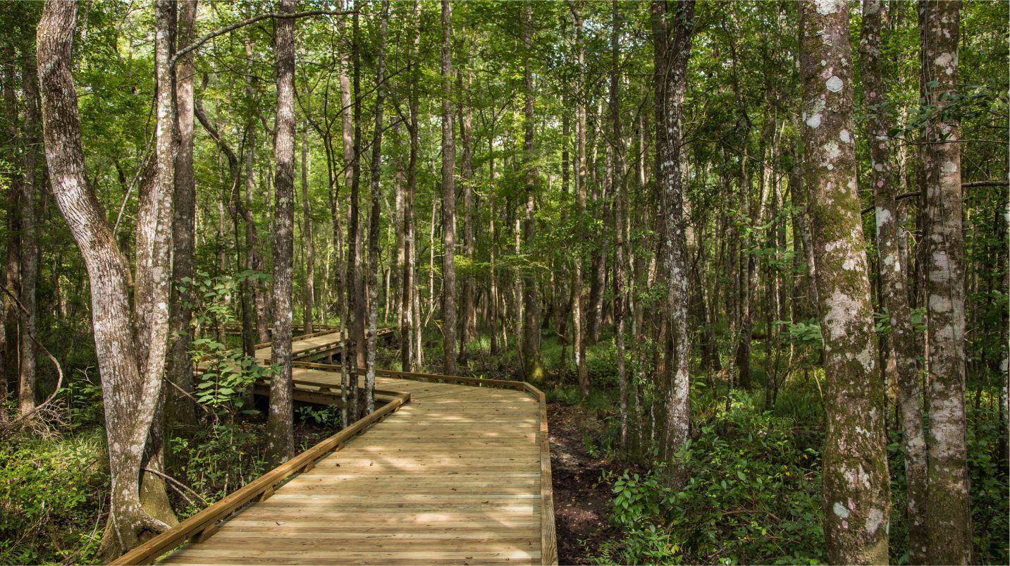 Boardwalk trail