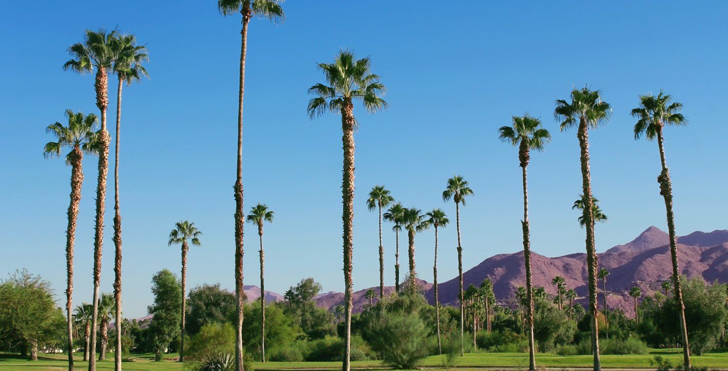Palm trees at a golf course