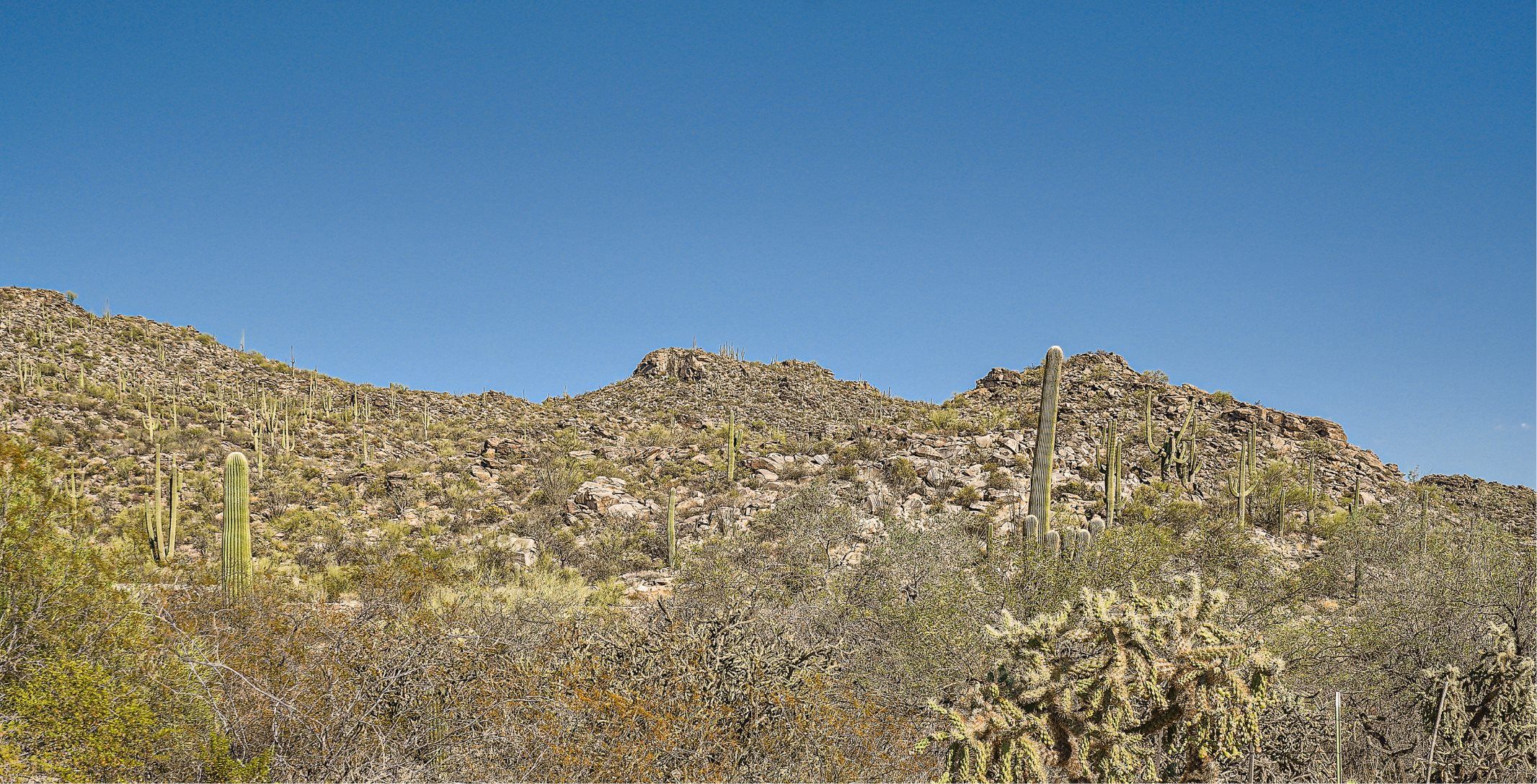 Dove Mountain