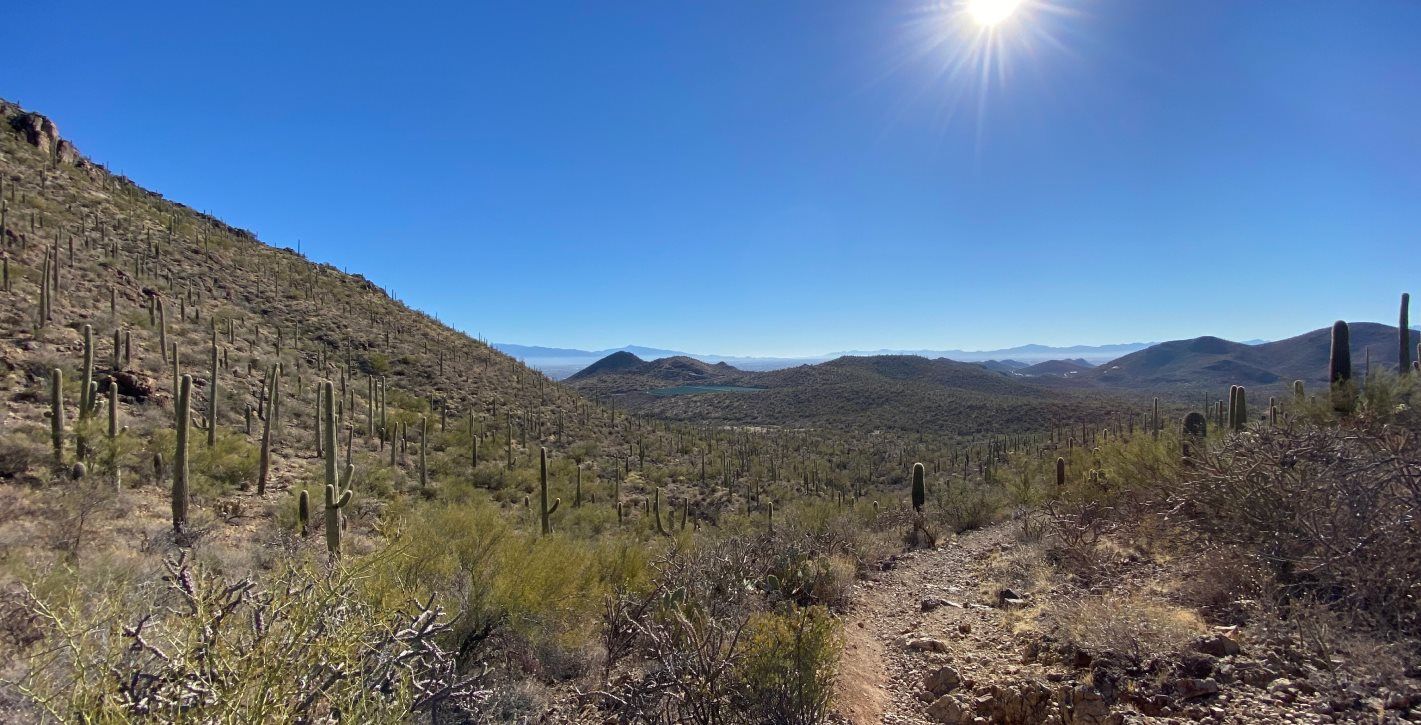 Saguaro National Park
