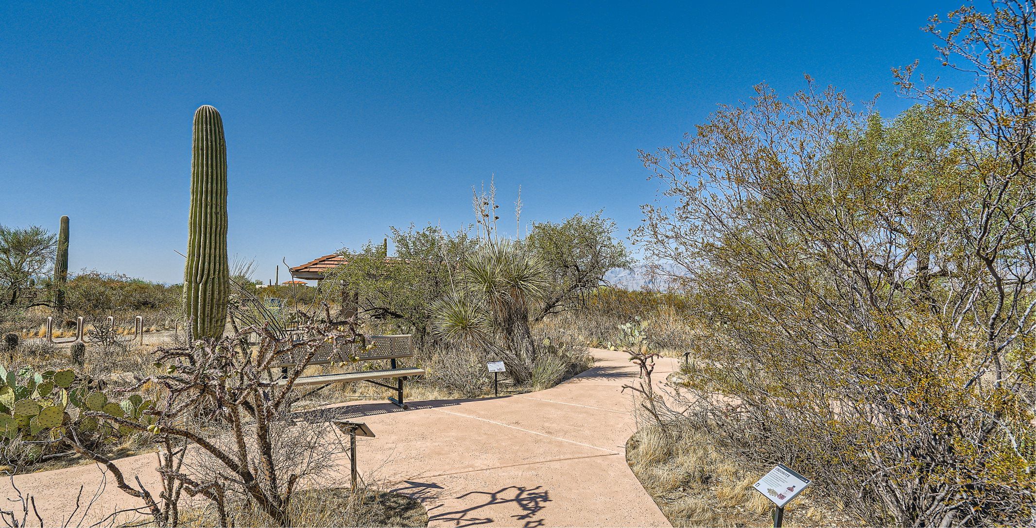 Saguaro National Park