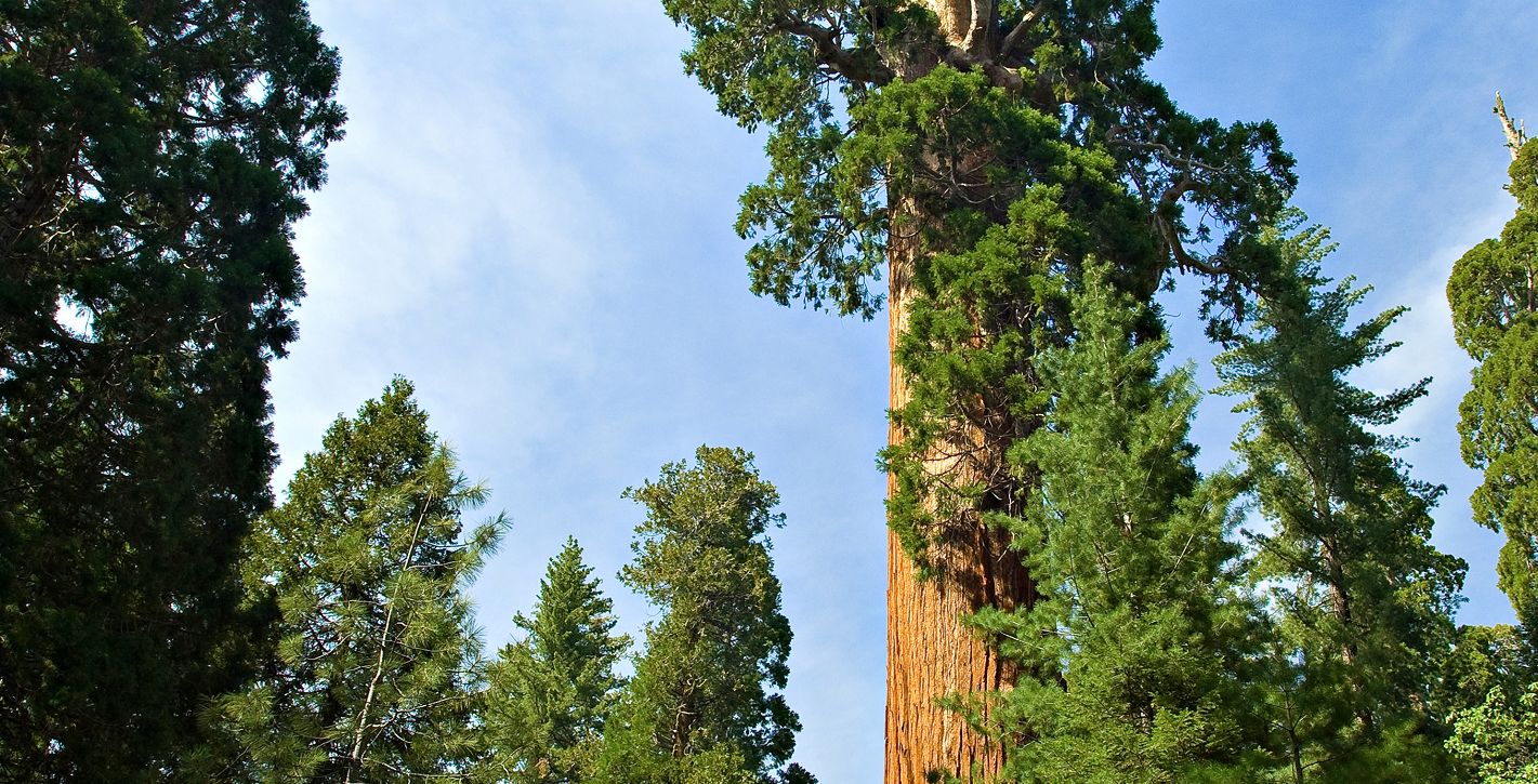 Fresno Fresno General Grant Tree