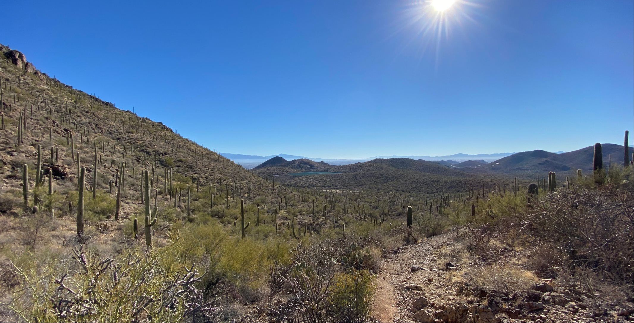 Saguaro National Park