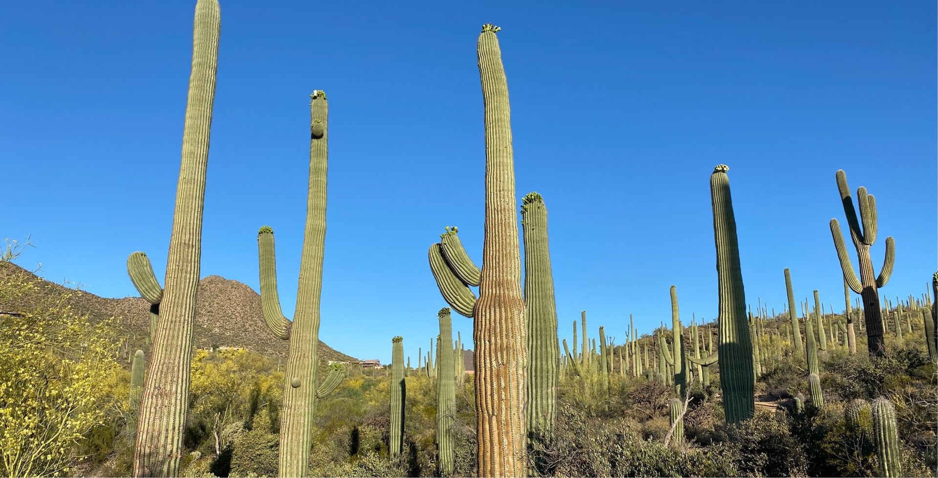 Saguaro National Park