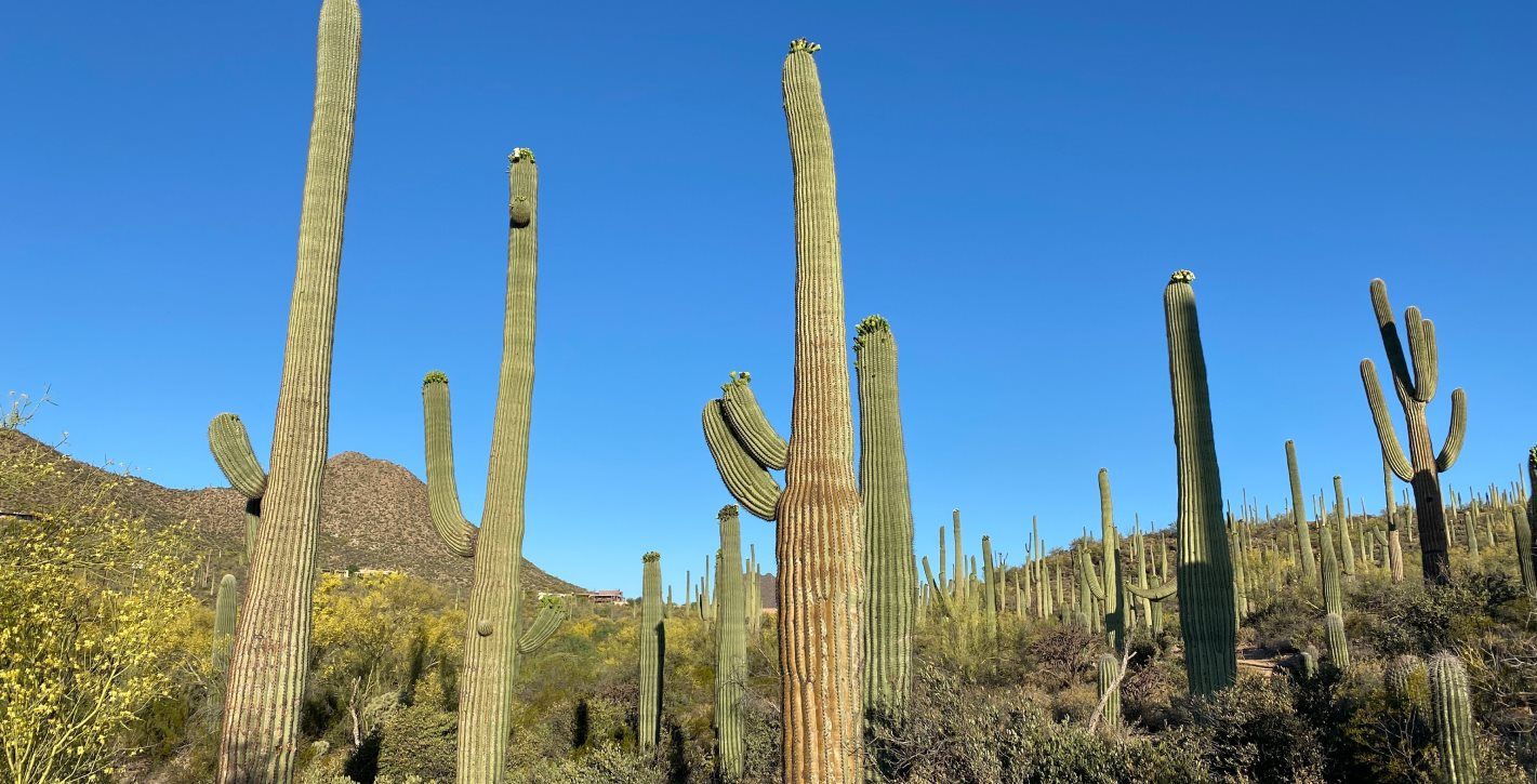 Saguaro cacti at Picacho Peak State Park